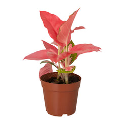 Aglaonema Pink | 15 - 20 cm