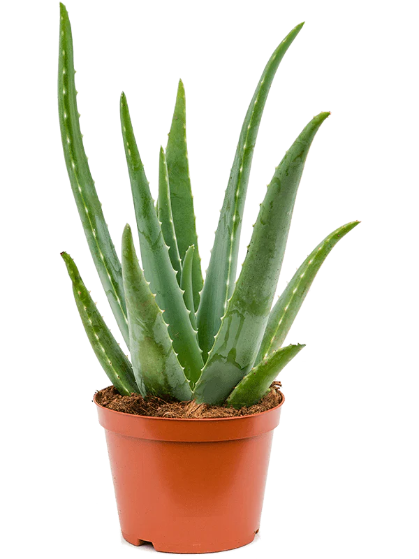 Aloevera