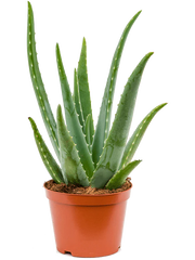 Aloevera