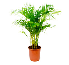 Chrysaledocarpus Areca Palm | 90 - 100 cm