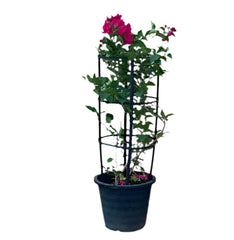 Bougainvillea Glabra Red | 90 - 100 cm