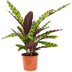 Calathea Lincofalia | 30 - 35 cm