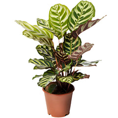 Calathea Makoyana | 25 - 30 cm