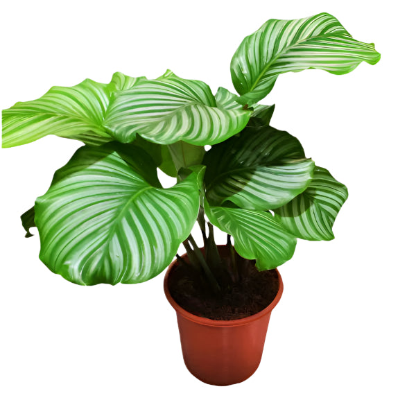 Calathea Orbifolia | 25 - 30 cm