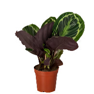 Calathea Rosepicta
