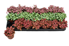 Nerve Plant (Fittonia Albevines) - Mix Colors | 10 - 12 cm