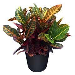 Garden Croton Petra | 30 - 40 cm