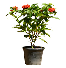 Ixora Chinensis | 30 - 40 cm
