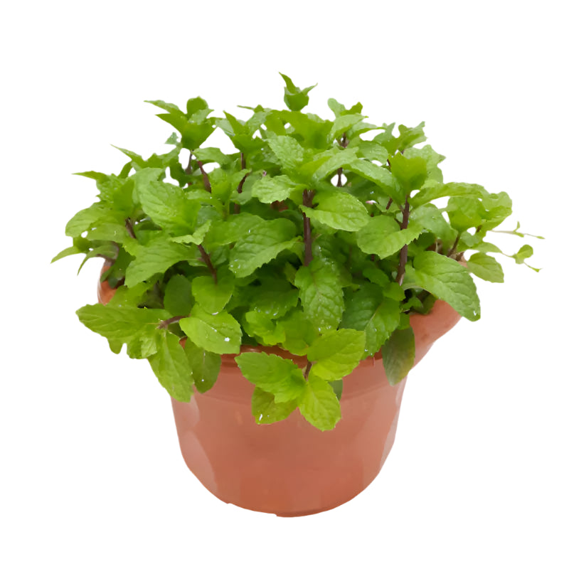 Mentha Cultivar - Mint | 10 - 12 cm