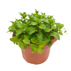 Mentha Cultivar - Mint | 10 - 12 cm
