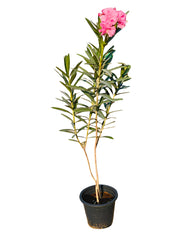 Nerium Oleander | 70 - 80 cm