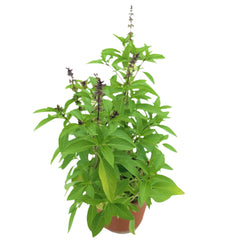 Ocimum Basilicum - Thyrsiflora (Thai Basil) | 10 - 15 cm
