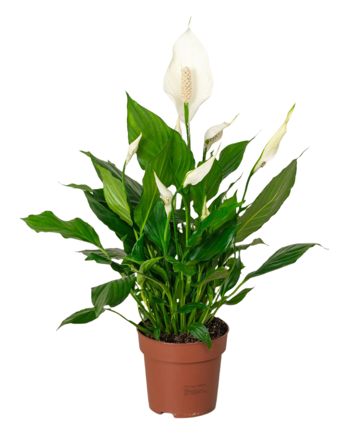 Spathiphyllum Peacelilly | 30 - 40 cm