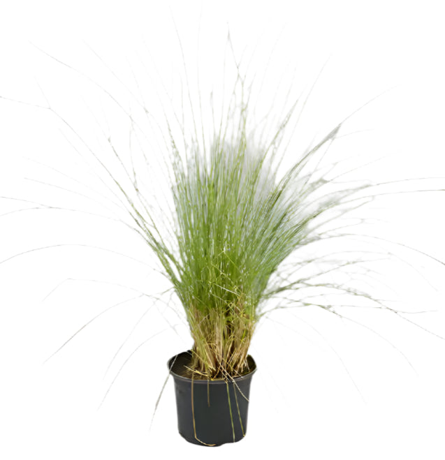 Pennisetum Green | 10 - 15 cm