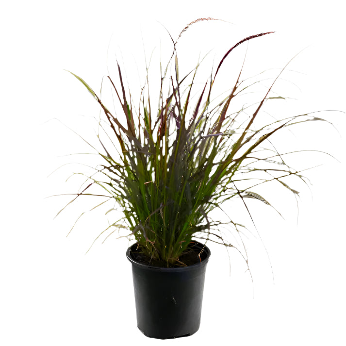 Pennisetum Red | 10 - 15 cm
