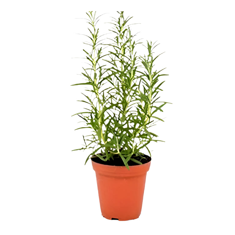 Rosemarinus Officinalis | 15 - 20 cm