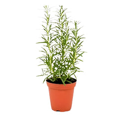 Rosemarinus Officinalis | 15 - 20 cm
