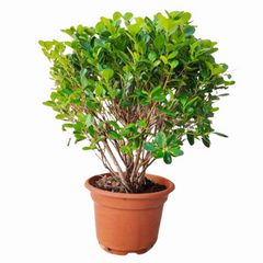 Ficus Panda - Ball Shape | 40 - 50 cm
