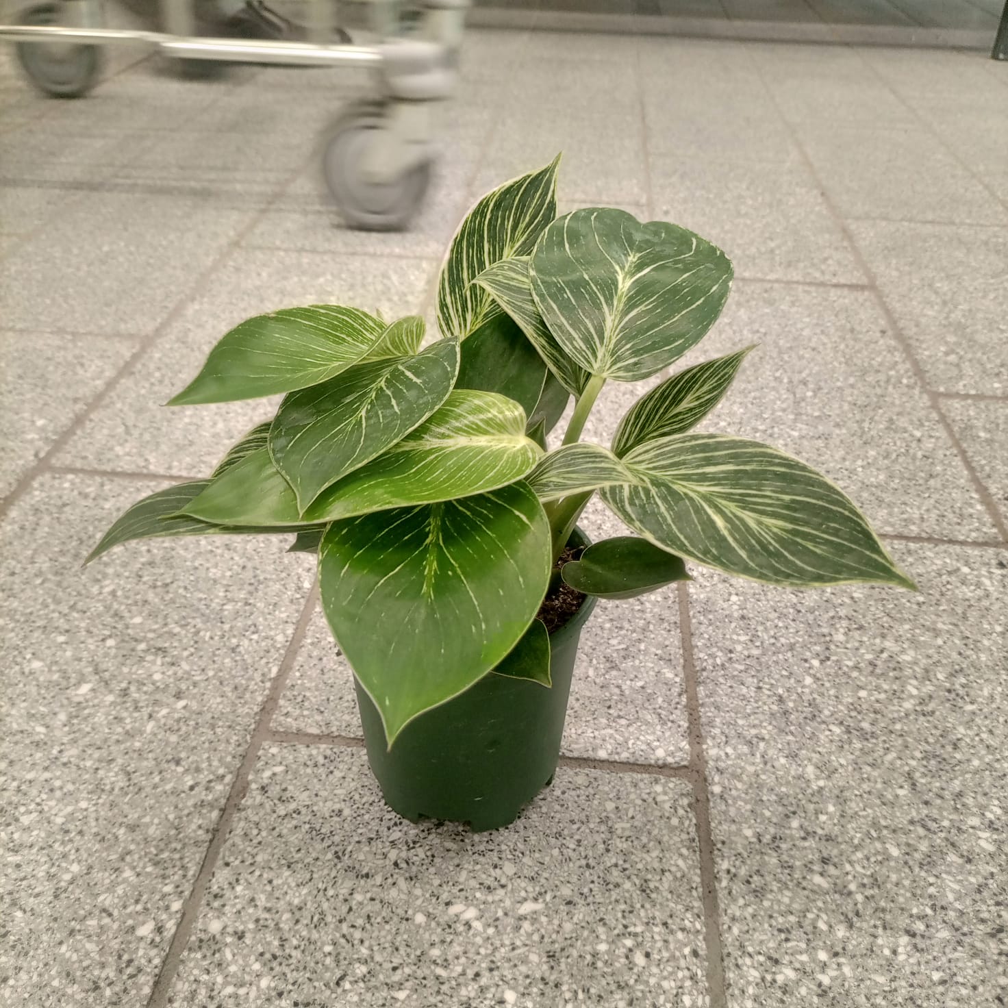 Philodendron Birkin (Philodendron Wilsonii) | 15 - 20 cm