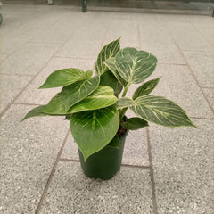 Philodendron Birkin (Philodendron Wilsonii) | 15 - 20 cm