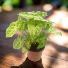 Syngonium Podphyllum (Syngonium Arrowhead) | 15 - 20 cm