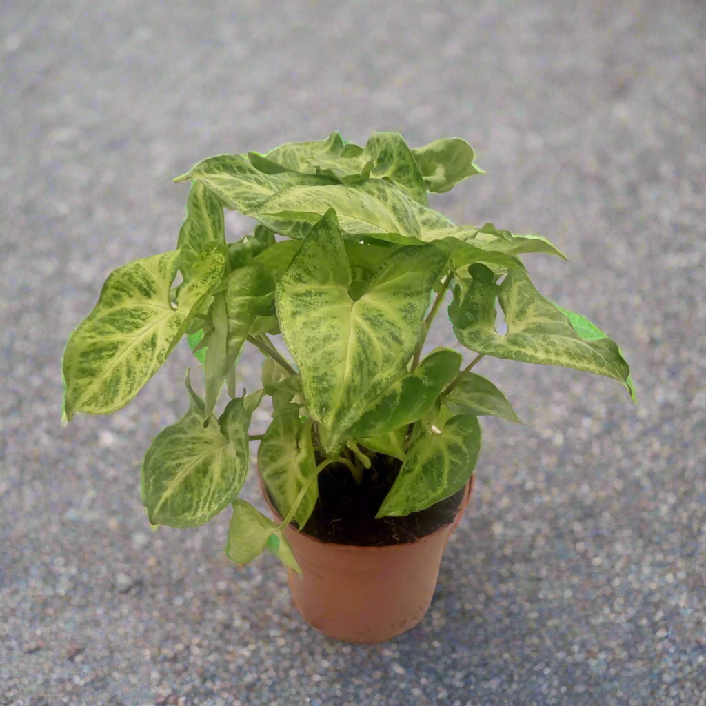 Syngonium Podphyllum (Syngonium Arrowhead) | 15 - 20 cm
