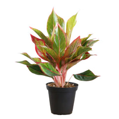 Aglaonema Chinese Evergreen | 20 - 25 cm