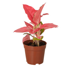 Aglaonema Red | 15 - 20 cm