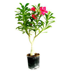 Adenium Obesum Red | 30 - 40 cm