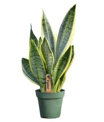 Sansevieria Snake Plant (Mother in Law's Tongue) | 15 - 20 cm