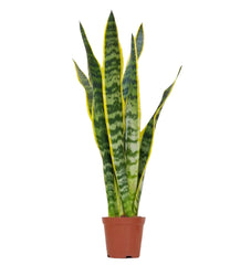 Sansevieria Snake Plant (Mother in Law's Tongue) | 50 - 60 cm