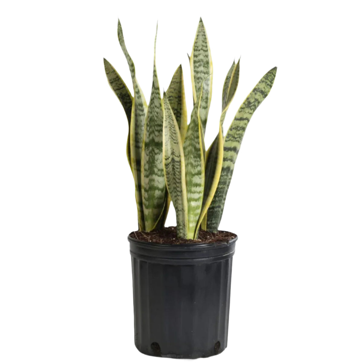 Sansevieria Snake Plant (Mother in Law's Tongue) | 10 - 12 cm