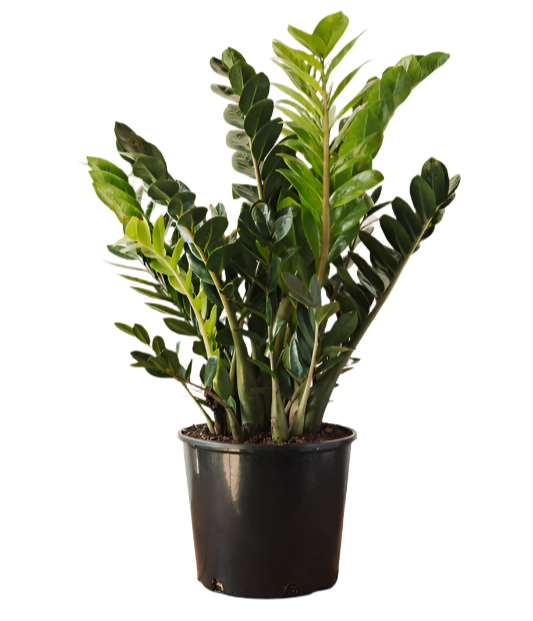 Zamioculcas Zamiifolia - ZZ Plant | 30 - 35 cm