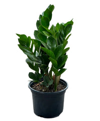 Zamioculcas Zamiifolia - ZZ Plant | 15 - 25 cm